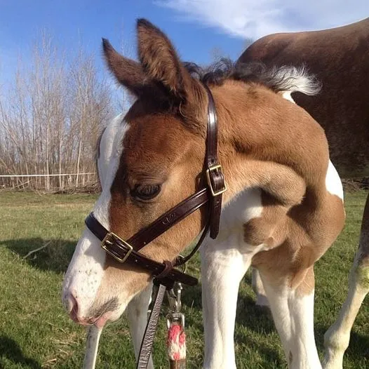 Grow With Me Foal Halter - 7701