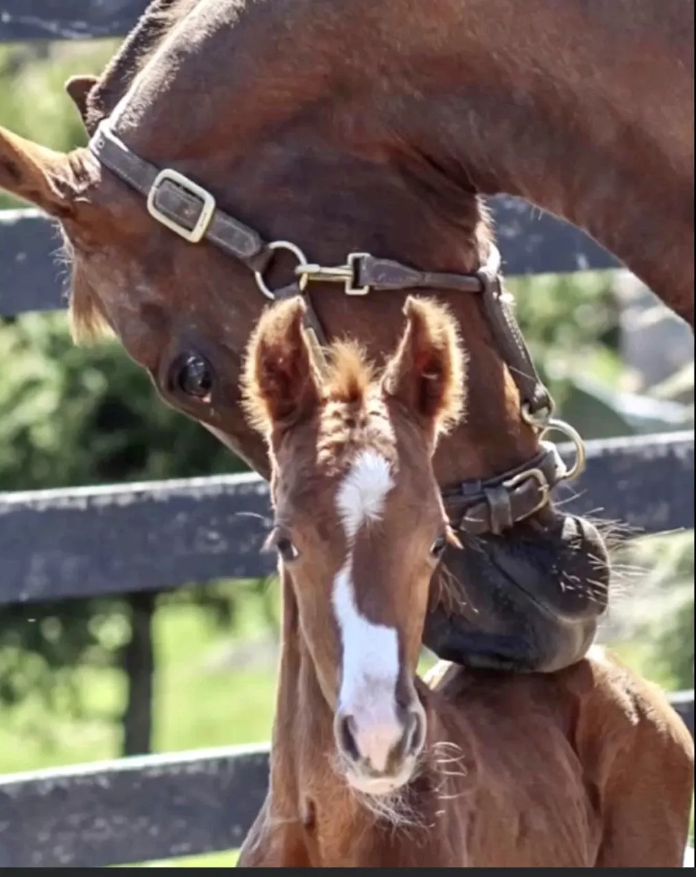 Grow With Me Foal Halter - 7701