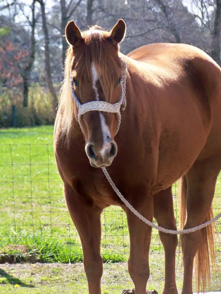 Mule Tape Halters