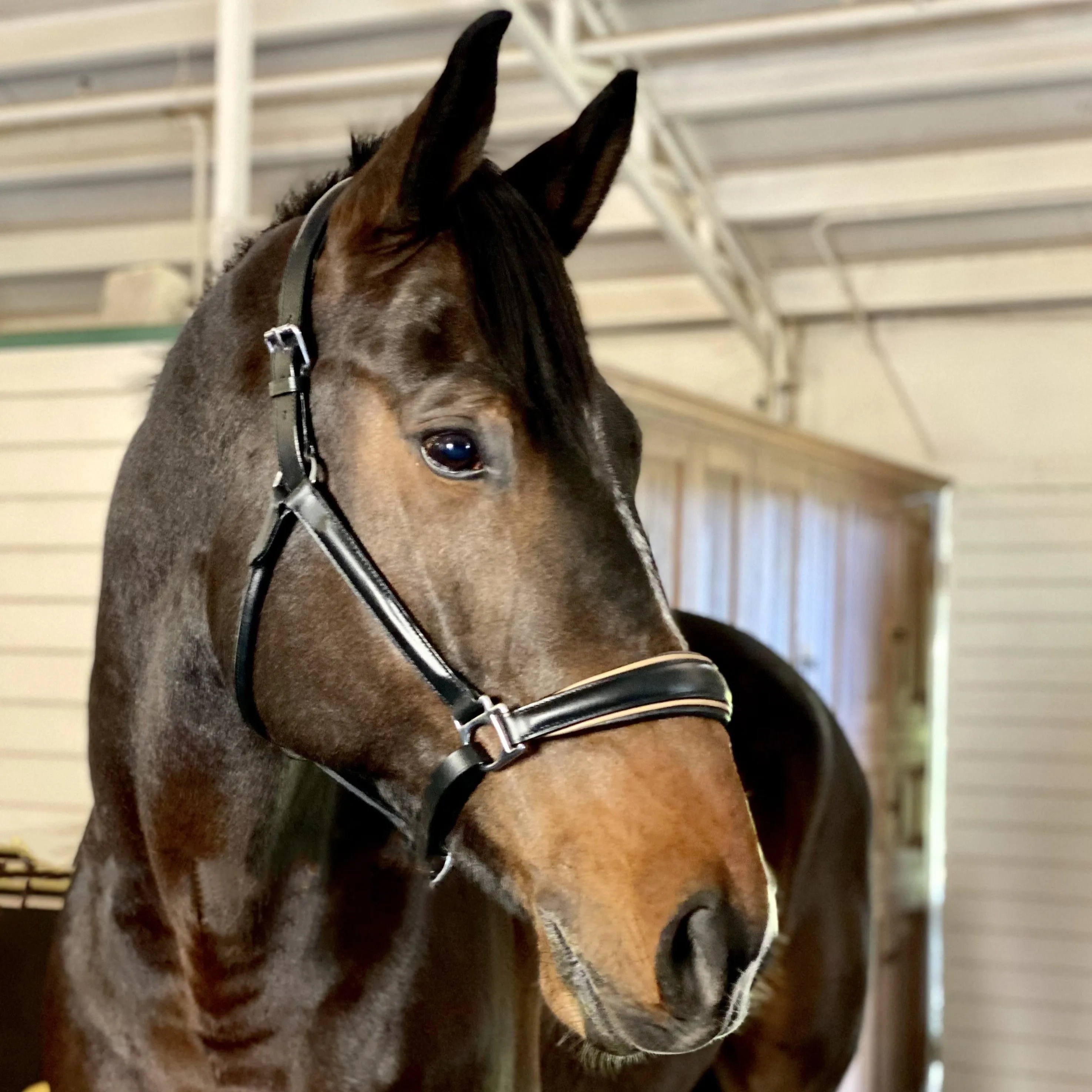 Solitaire Black Leather Conical Padded Halter